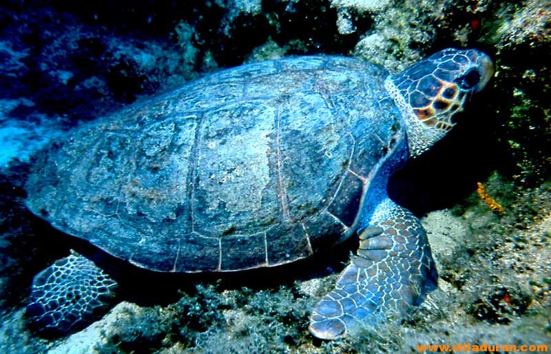 Caretta Caretta and Nile Turtle